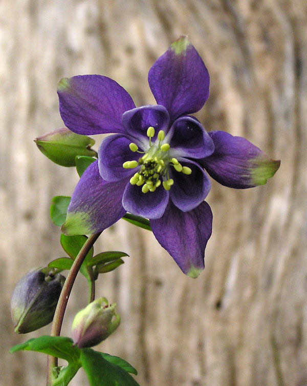 aquilegia vulgaris e Aquilegia atrata